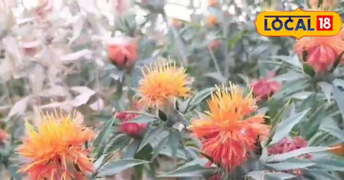 इन फूलों से दूर भागती है नीलगाय, बस चाय में डाल दें पंखुड़ी, रॉकेट की तरह बढ़ेगी इम्यूनिटी, रोग छोड़ देंगे शरीर!