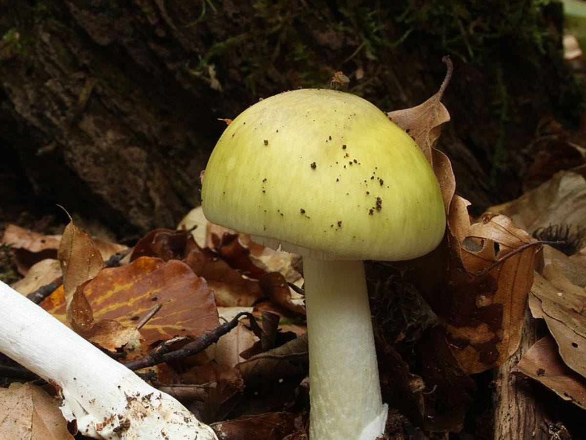 Most poisonous Mushroom in the world, Poisonous Mushroom, जहरीला मशरूम, Death Cap Mushroom, डेथ कैप मशरूम, Toxic Plants, जहरीले पौधे, Dangerous Fungi, खतरनाक फंग, weird news, bizarre news, shocking news, world, अजब गजब, अजीबोगरीब खबर, जरा हटके,