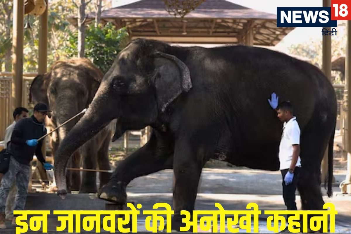 बचाव उपचार पुनर्वास अनंत अंबानी की वनतारा वन्यजीव की इन कहानियों को जानें