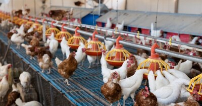 मुर्गियों में E. coli का कहर: सर्दी में दिखें ये लक्षण तो तुरंत करें बचाव, जानें उपाय.