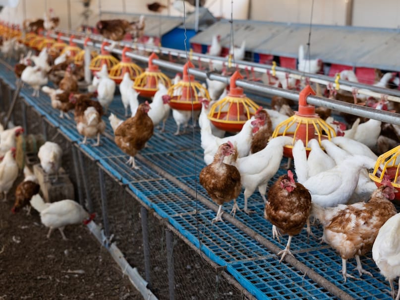 Poultry Farming Business