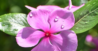 Sadabahar: The 'Natural Health Plant' for Blood Sugar, BP & Immunity