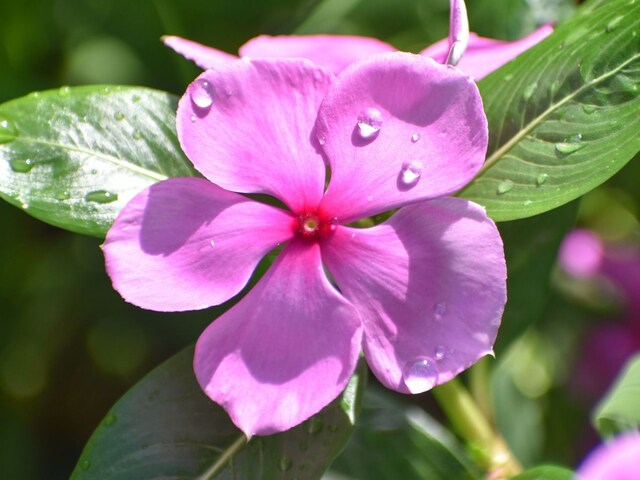 Whether it is root, leaves or flowers, nectar is filled in the shadow of this plant