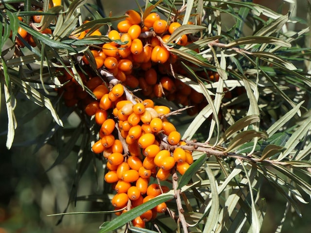 Sea-buckthorn-health-benefits-2025-03-576816c576b9ba3b69fd3b97820c145c.jpg?impolicy=website&width=640&height=480