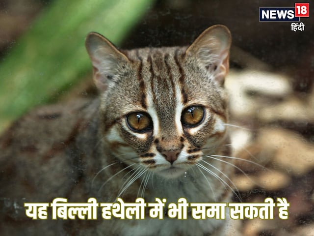 चूहे से भी छोटी है ये बिल्ली समा सकती है हथेली के अंदर! चूहे से भी छोटी है ये बिल्ली समा सकती है हथेली के अंदर!