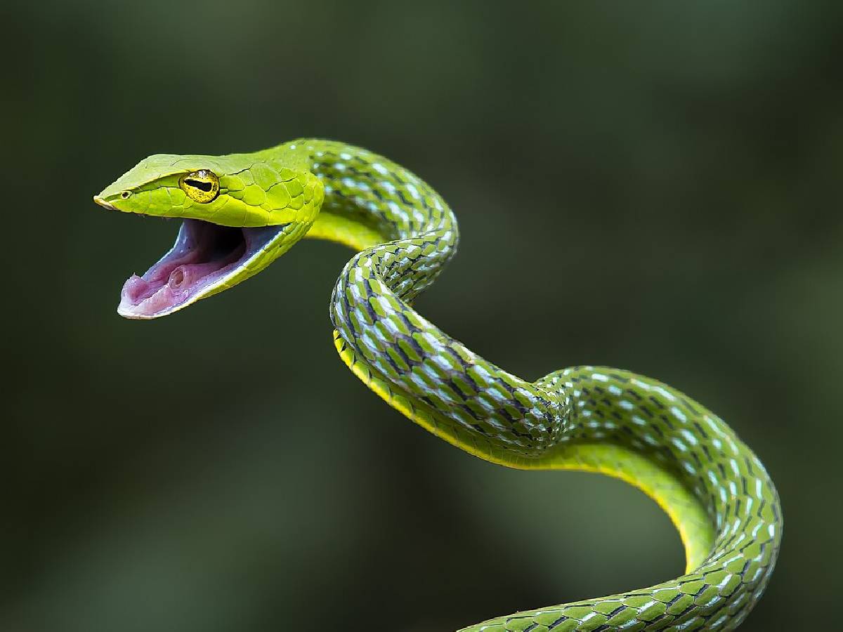 Ultraviolet colors, Snake camouflage, सांप छलावरण, Snake colors, सांप रंग, Ultraviolet vision, पराबैंगनी दृष्टि, Snake predators, सांप शिकारी, weird news, bizarre news, shocking news, world, अजब गजब, अजीबोगरीब खबर, जरा हटके,