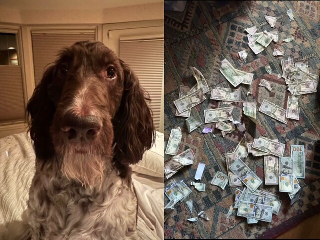 Untitled-design-14-2025-03-db6ad440a45b9988b214c2c533fc8535 Blessed is this dog! Dog toffee became a pack of notes, the owner's senses flew
