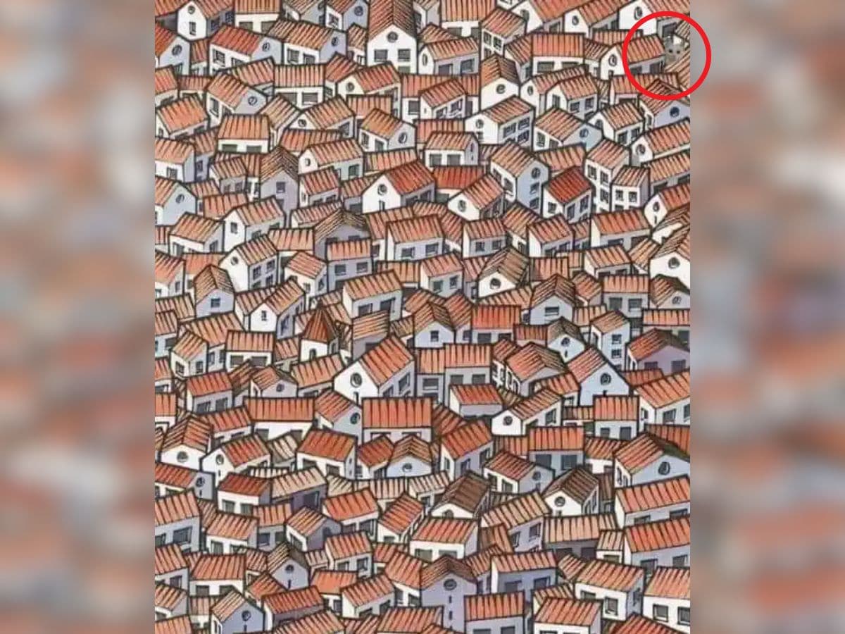 Can you spot a cat in this picture, Spot the cat in this image within 8 seconds, Spot The Object Puzzle, Optical illusion, can you spot a cat, can you spot a cat within 7 seconds, Optical illusions, Viral Puzzle, Trending puzzle