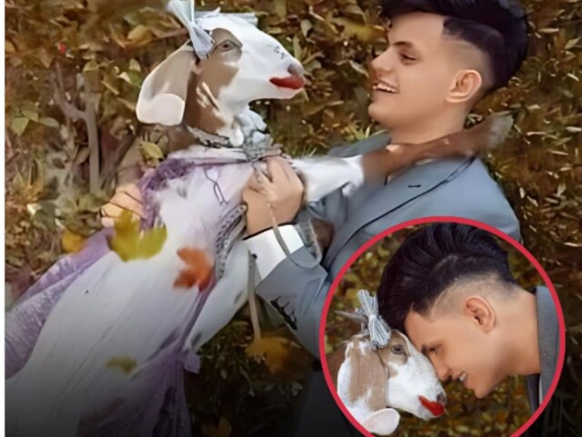 Untitled-design-22-2025-03-b1ec0de153b9844ca0d67bd1a5263cd9 After cheating in love, the person married a goat, pictures viral.