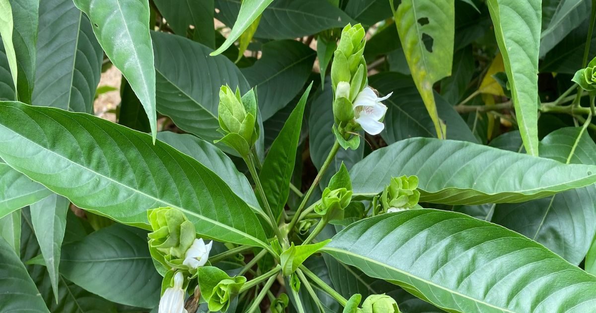 करिश्माई गुणों से भरपूर है यह पत्ता, आंतों से लेकर फेफड़ों तक की अशुद्धियों को खींचकर लाती है बाहर, जड़ से निकलता अमृत रस