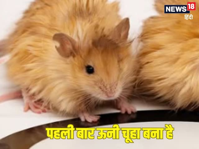 ऊनी मैमथ बनाते वैज्ञानिकों कर डाला धमाल, बना लिया ऊनी चूहा! ऊनी मैमथ बनाते वैज्ञानिकों कर डाला धमाल, बना लिया ऊनी चूहा!