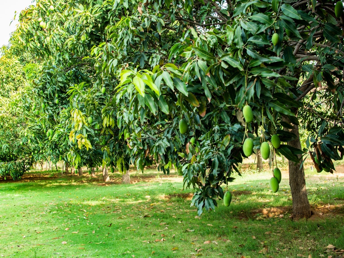 लाखों नहीं, आम की खेती से करोड़ों की कमाई होगी! बस ये गलतियां भूलकर भी न करें - News18 हिंदी