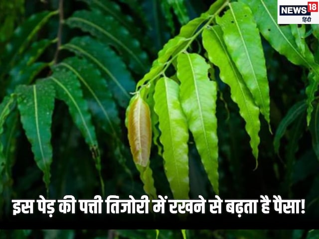 ऐसा चमत्कारी पेड़ जिसकी पत्ती तिजोरी में रखने से बढ़ता है पैसा ऐसा चमत्कारी पेड़ जिसकी पत्ती तिजोरी में रखने से बढ़ता है पैसा