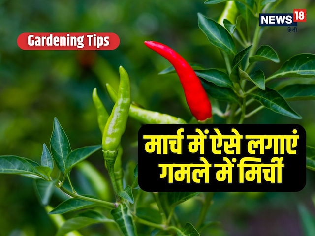 Are you fond of chilli? Put Chilli Plant in the pot in March, know how to know Are you fond of chilli? Put Chilli Plant in the pot in March, know how to know