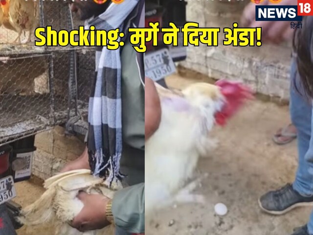 दर्द से छटपटा रहा था मुर्गा, युवक ने दबाया पेट, हैरान रह गए लोग दर्द से छटपटा रहा था मुर्गा, युवक ने दबाया पेट, हैरान रह गए लोग