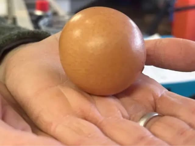 egg-auction-for-43-thousand-rupees-2025-03-7c8fd3ec6985b8a40cb5dd0add059b08 Gol egg auctioned for 43 thousand rupees in Britain