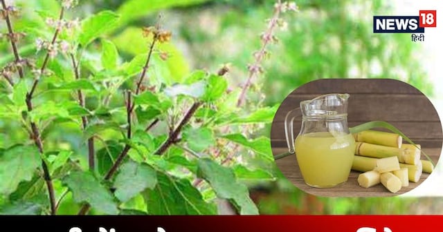 Ganne Da Ras Tulsi Upay: क्या सच में तुलसी के पौधे में गन्ने का रस चढ़ाने से होता है ...