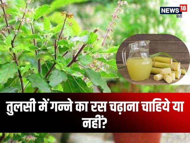 Tulsi Upay: क्या सच में तुलसी के पौधे में गन्ने का रस चढ़ाने से होता है धनलाभ