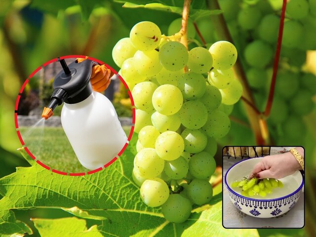 Grapes