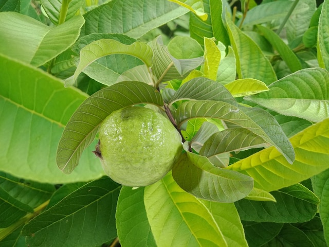 फल नहीं, इसके पत्तों में समाया है सेहत का संसार, पेट, हार्ट सबके लिए अमृत