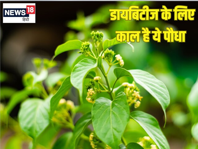 This is a time for diabetes, this wild plant, mine of medicinal properties, know many benefits