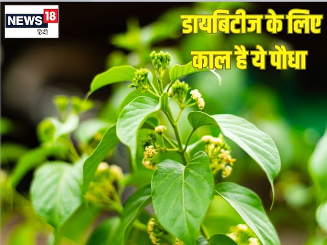 डायबिटीज के लिए काल है ये जंगली पौधा, औषधीय गुणों की खान,जानें ढेरों फायदे डायबिटीज के लिए काल है ये जंगली पौधा, औषधीय गुणों की खान,जानें ढेरों फायदे