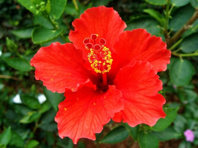 Flowers are not coming to jaggery? The leaves are also withering? Make manure from this vegetable peels Flowers are not coming to jaggery? The leaves are also withering? Make manure from this vegetable peels