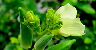 डॉक्टर यादव के मुताबिक 20 फरवरी से किसान भाई भिंडी की बुवाई शुरू कर सकते हैं. जिन किसानों के खेत आलू टमाटर प्याज मटर अदरक जैसी फसलों से खाली हो गए हैं, वे जुताई करने के बाद खेत की तैयारी कर ले. बुआई से पहले वह अपने खेत में खाद उर्वरक का पहले से ही छिड़काव करें खासकर फास्फोरस और जो पोटाश की मात्रा है वह खेत में डाल दें और एक तिहाई यूरिया भी इसमें छिड़कें.