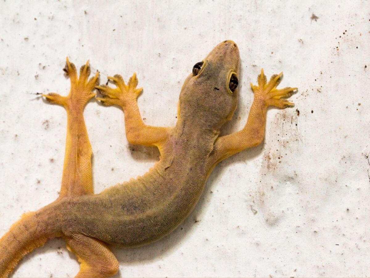 Chipkali Bhagane Ke Gharelu Upay: Best Natural Ways to Keep Lizards Out of Home With Kitchen Spices like Hing Garlic Cinnamon Know Right Way To Use