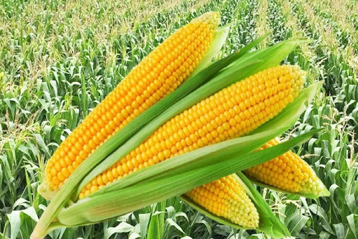 भारत ने बनाया बड़ा प्लान! 20 साल में दोगुना हो जाएगा सुपरफूड का उत्पादन