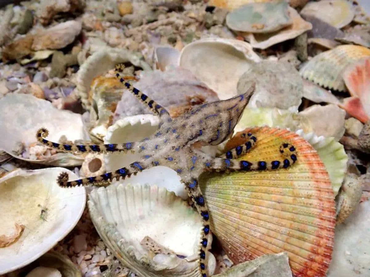 male-octopus-poisons-female-during-mating-1-2025-03-444d3abae8fc73d5469a4561c1ff1be5 Before romance, these creatures make the partner unconscious, scientists came to know that such secret, not believing seeing it!
