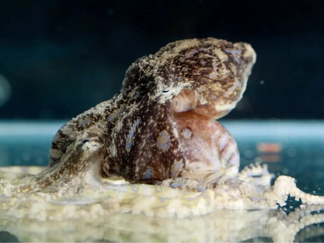male-octopus-poisons-female-during-mating-2025-03-e43ac5e203161a9347afaca8d98f3dc7 Before romance, these creatures make the partner unconscious, scientists came to know that such secret, not believing seeing it!
