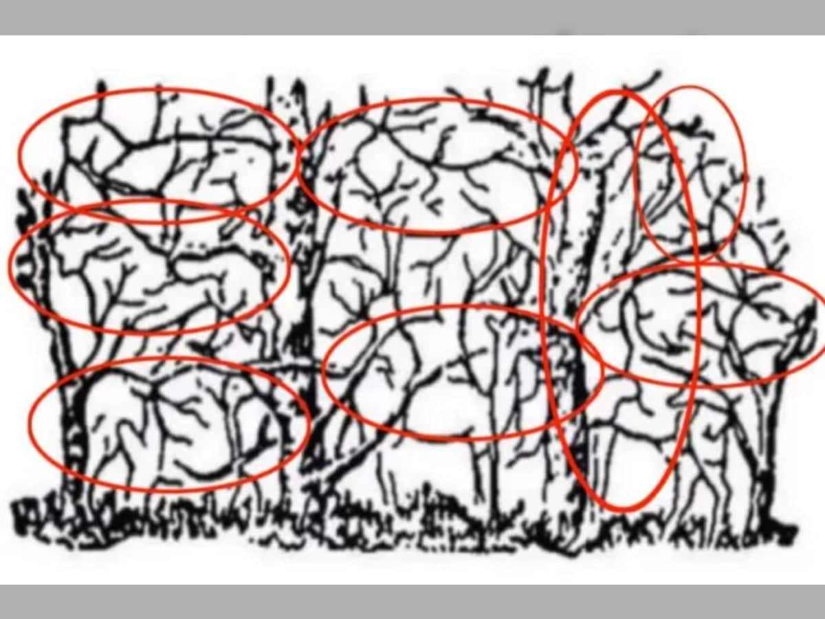 can you spot 8 animals in 11 seconds, spot 8 animals in 11 seconds, spot 8 animals in 11 seconds in this picture, optical illusion challenge, optical illusion, Viral puzzle, trending puzzle