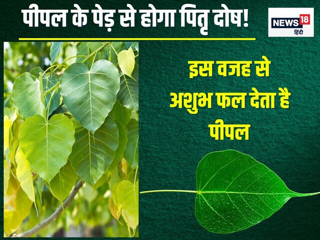 पीपल के पेड़ के साथ न करें ये गलती, वरना लग जाएगा पितृ दोष, धन हानि, संतान दोष