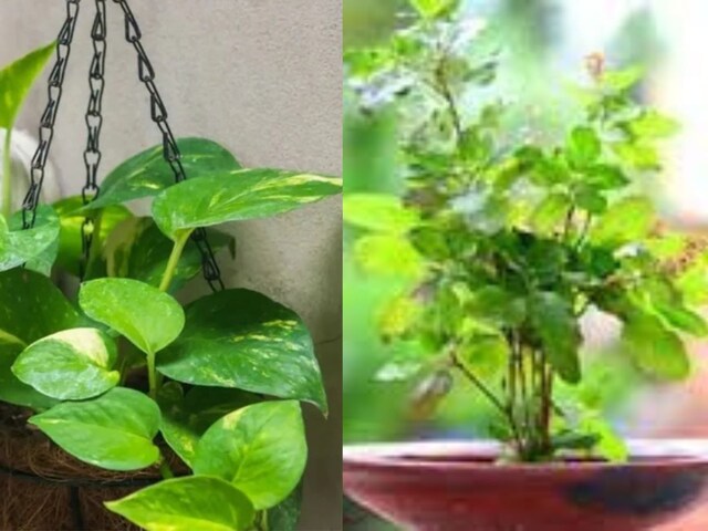 घर के उत्तर दिशा में इन 3 पौधों को रखना बेहद शुभ, दोगुना मिलता है फल!