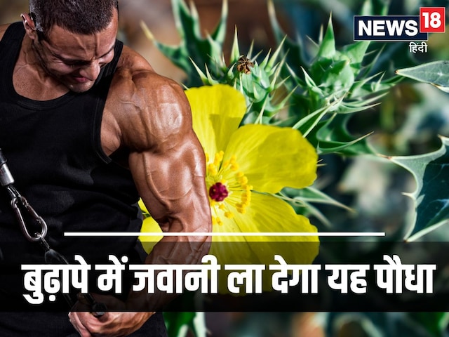 सिर्फ 7 दिनों में नस-नस में उबाल मारने लगेगी ताकत, अगर कर लिया इस चीज का सेवन सिर्फ 7 दिनों में नस-नस में उबाल मारने लगेगी ताकत, अगर कर लिया इस चीज का सेवन