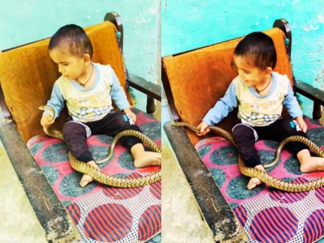 snake-video-6-2025-03-f708ca832695141c90b8ecc0295b1ca5 The child was playing with a snake, as if caught rope, he kept laughing, the heart of those who watched!
