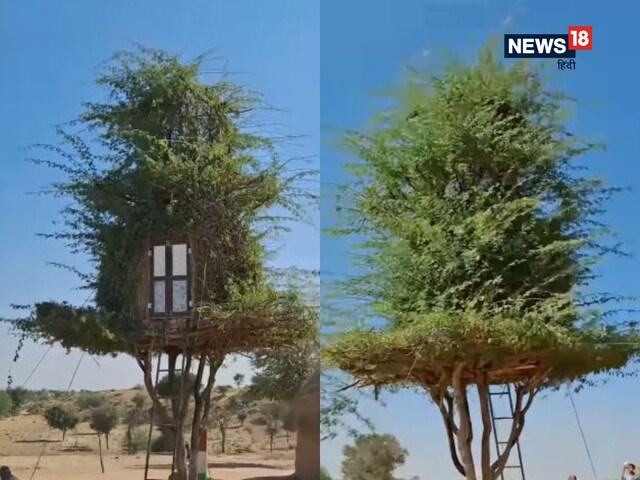 गांव घूम रहा था शख्स, पेड़ पर बना दिखा घर, जैसे ही सीढ़ियों से चढ़ा ऊपर... गांव घूम रहा था शख्स, पेड़ पर बना दिखा घर, जैसे ही सीढ़ियों से चढ़ा ऊपर...
