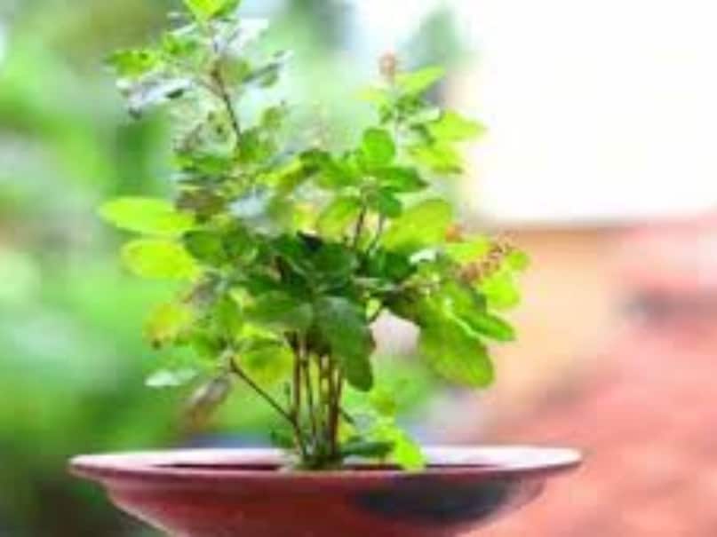 tulsi plant tulsi plant