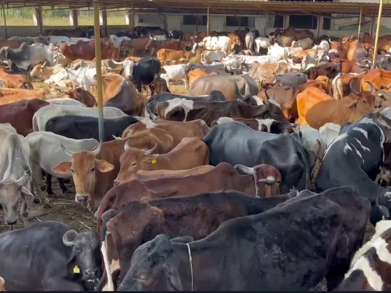 Toll Free Number for Cow Buffalo Treatment at Home in 5 Rupees at home
