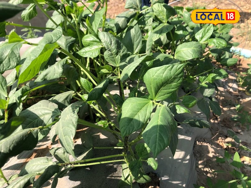 Agriculture tips, farming tips, agriculture news , DAP , fertilizer , Kisan News , एसएसपी खाद , डीएपी खाद , DAP Fertilizer , DAP crisis , Fertilizer shortage , Single Super Phosphate, Fertilizer, Fertilizer, Agriculture, Farming, Kharif Season, Kharif Season crop, DAP, Agriculture tips, farming tips, agriculture news , DAP , fertilizer , Kisan News , एसएसपी खाद , डीएपी खाद , DAP Fertilizer , DAP crisis , Fertilizer shortage , Single Super Phosphate, Fertilizer, Fertilizer, Agriculture, Farming, Kharif Season, Kharif Season crop, DAP,