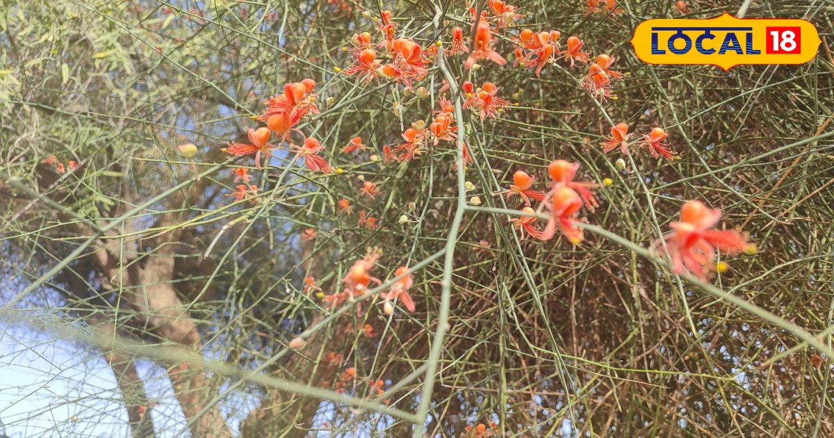 राजस्थान में इस फूल की बनती है सब्जी, स्वाद में खट्टी-मीठी और स्वादिष्ट राजस्थान में इस फूल की बनती है सब्जी, स्वाद में खट्टी-मीठी और स्वादिष्ट