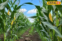 बेबी कॉर्न की खेती से किसानों को होगा मुनाफा, मार्केट में है भारी डिमांड