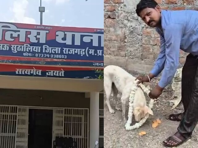पालतू कुत्ते ने 8 लाख की चोरी का किया पर्दाफाश, ऐसे दिखाई वफादारी, चोर को कराया अरेस्‍ट, हर तरफ हो रही चर्चा