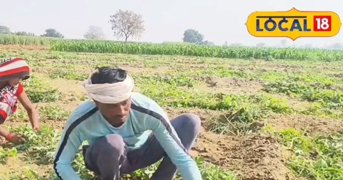 Know from this viral farmer couple of UP, the indigenous method of bumper production without any chemicals will become millionaires!