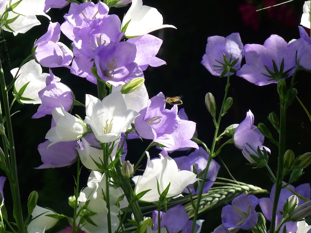Flowers will also bloom in shade, 5 plants planted inside the house, these indoor plants are best Flowers will also bloom in shade, 5 plants planted inside the house, these indoor plants are best