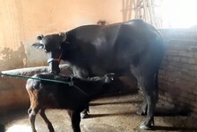 250 CCTV खंगालने के बाद आरोपियों के गिरेबां तक पहुंची हरियाणा पुलिस