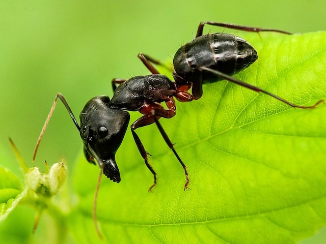 Carpentar-ants-401-Canva-2025-04-0307e593557e33f6377ed91ba99cc0df Poison spreads on the wound of a partner, even the ants cut their feet, do not take any training!