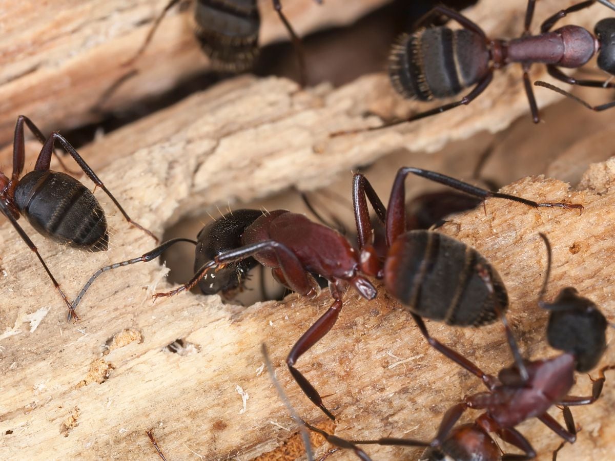 Carpentar-ants-402-Canva-2025-04-a8985569710d664c97436a07f25c55ac Poison spreads on the wound of a partner, even the ants cut their feet, do not take any training!