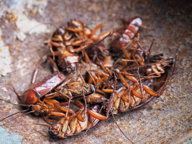 Cockroaches have kept their nasal, where do you look at? Follow 4 remedies Cockroaches have kept their nasal, where do you look at? Follow 4 remedies